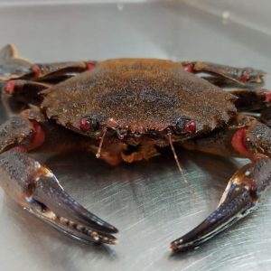 selectamar_pescado_marisco_domicilio_gourmet_nécora_viva_3