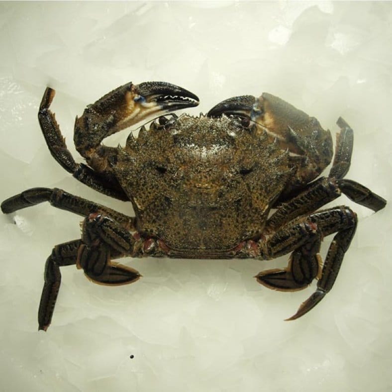 selectamar_pescado_marisco_domicilio_gourmet_nécora_importación