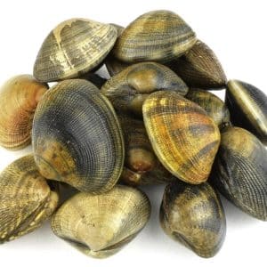 selectamar_pescado_marisco_domicilio_gourmet_almeja_japónica_1
