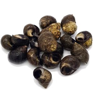 selectamar_pescado_marisco_domicilio_gourmet_bígaro_1