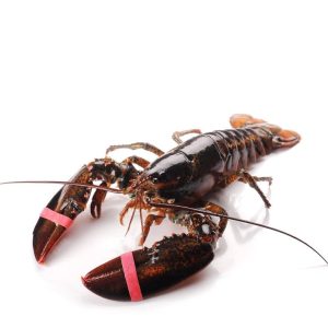 selectamar_pescado_marisco_domicilio_gourmet_bogavante_canada_vivo_1