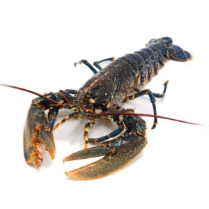 selectamar_pescado_marisco_domicilio_gourmet_bogavante_nacional_vivo_1