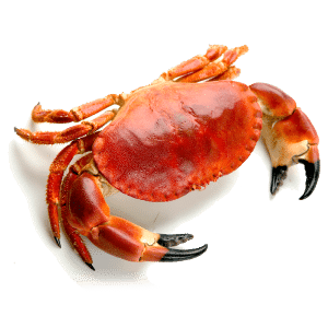 selectamar_pescado_marisco_domicilio_gourmet_buey_de_mar_1
