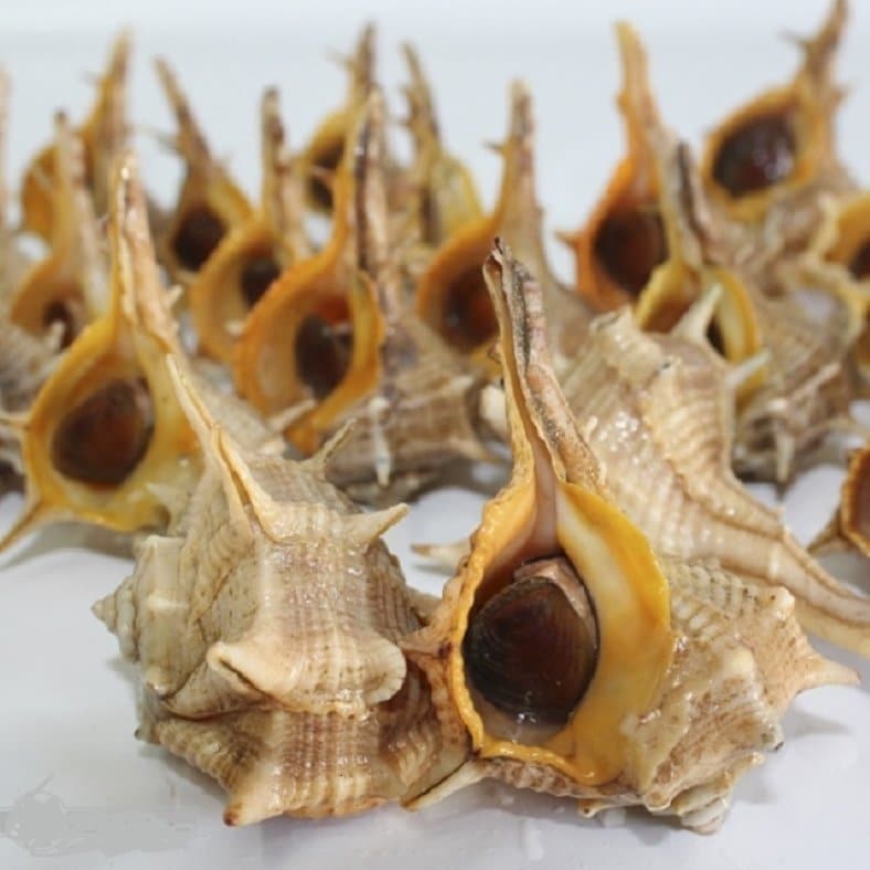 selectamar_pescado_marisco_domicilio_gourmet_cañaillas_1
