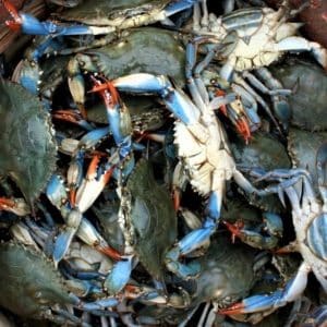 selectamar_pescado_marisco_domicilio_gourmet_cangrejo_azul_1