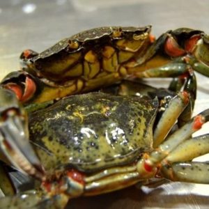 selectamar_pescado_marisco_domicilio_gourmet_cangrejo_verde_1