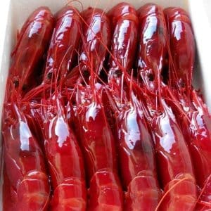 selectamar_pescado_marisco_domicilio_gourmet_carabinero_congelado_1