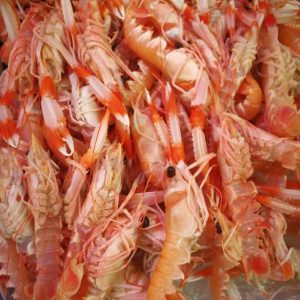 selectamar_pescado_marisco_domicilio_gourmet_cigala_2