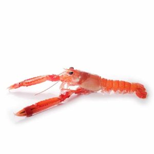 selectamar_pescado_marisco_domicilio_gourmet_cigala_3