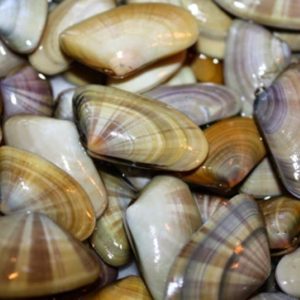 selectamar_pescado_marisco_domicilio_gourmet_coquina_1