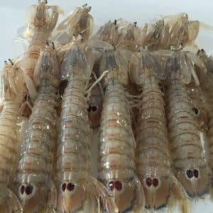 selectamar_pescado_marisco_domicilio_gourmet_galera_fresca_1
