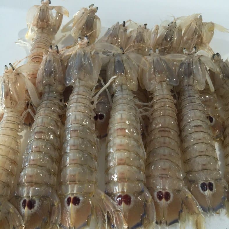 selectamar_pescado_marisco_domicilio_gourmet_galera_fresca_1