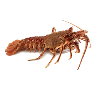 selectamar_pescado_marisco_domicilio_gourmet_langosta_viva_1