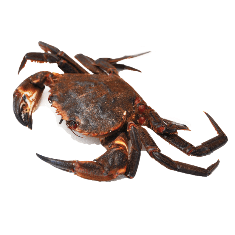 selectamar_pescado_marisco_domicilio_gourmet_nécora_viva_1