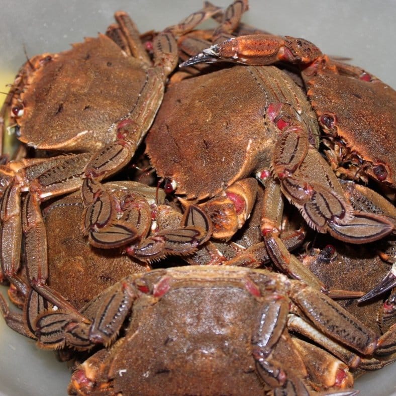 selectamar_pescado_marisco_domicilio_gourmet_nécora_viva_2