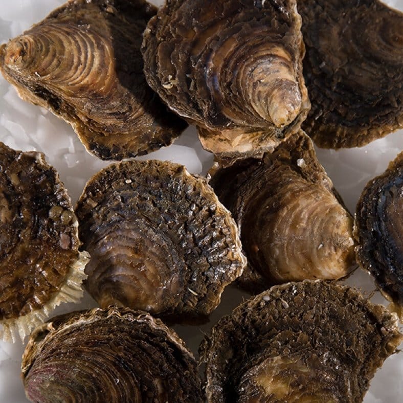 selectamar_pescado_marisco_domicilio_gourmet_ostra_gallega_flor