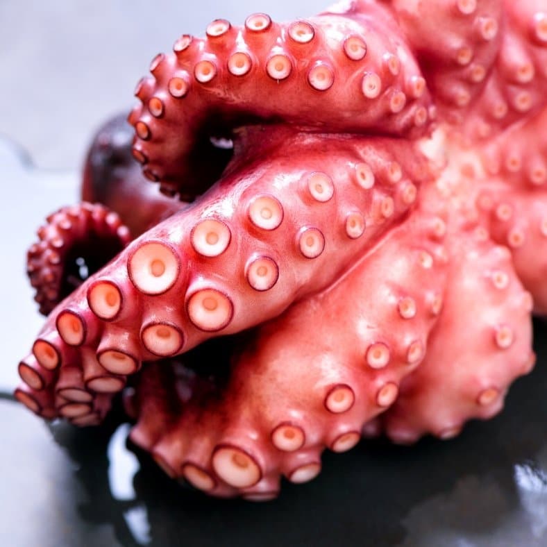 selectamar_pescado_marisco_domicilio_gourmet_pulpo_entero_1