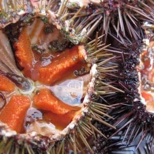 selectamar_pescado_marisco_domicilio_gourmet_erizo_mar_1