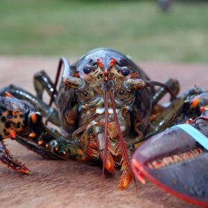 Mariscada SelectaMar Cambados