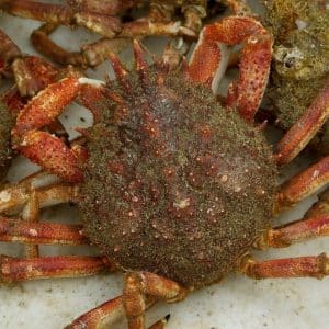 Mariscada SelectaMar Costa da Morte