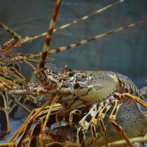 Mariscada SelectaMar Fisterra