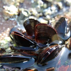 Mariscada SelectaMar Ao Teu Gusto