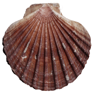 selectamar_pescado_marisco_domicilio_gourmet_vieira_gallega_1