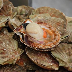 selectamar_pescado_marisco_domicilio_gourmet_vieira_gallega_2
