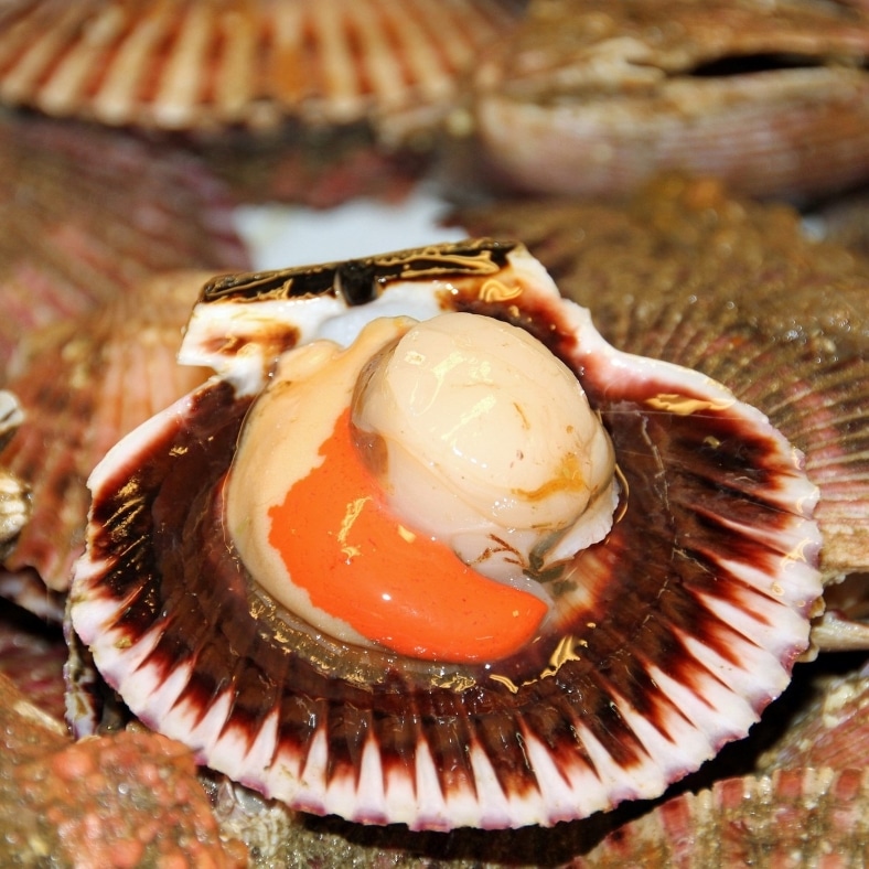 selectamar_pescado_marisco_domicilio_gourmet_zamburiña_1